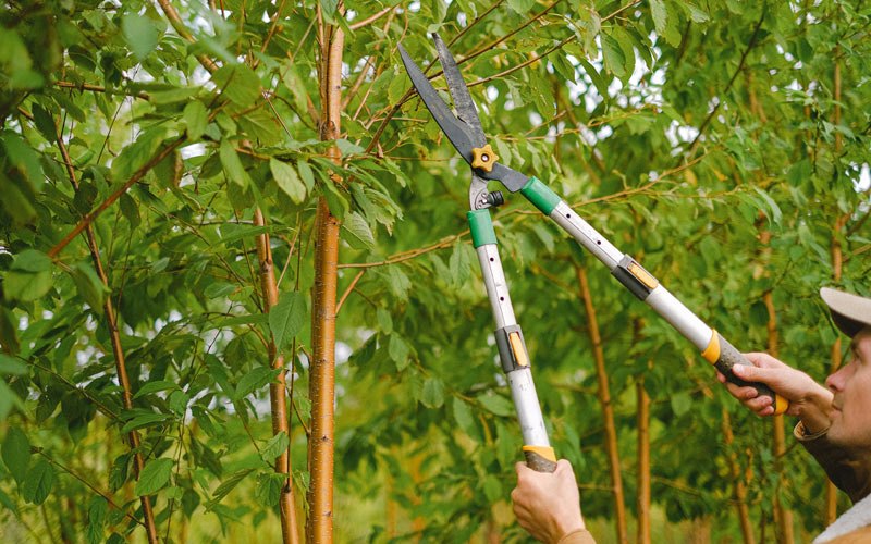 Tree trimming in Abbotsford, WI